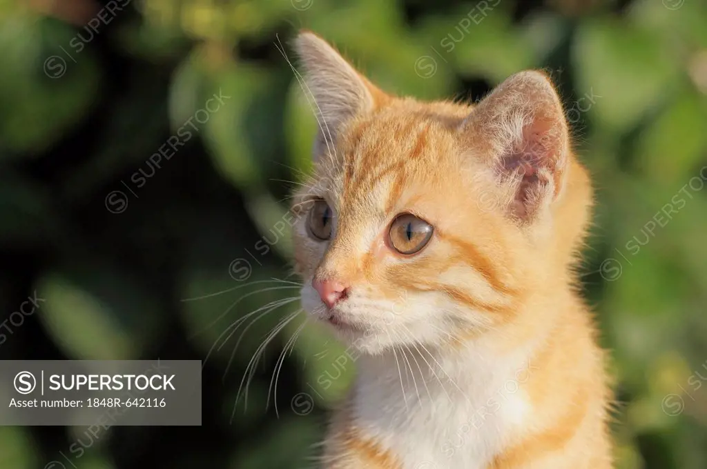 Young domestic cat, ginger, portrait