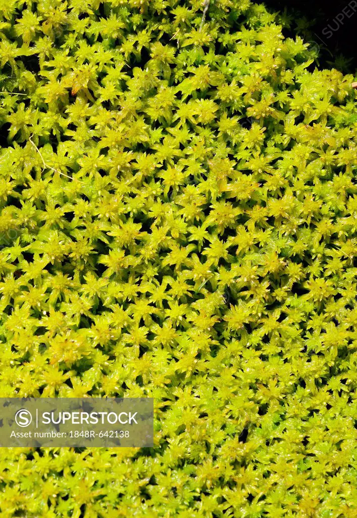 Moss species (Sphagnum fallax), water-soaked peat moss carpet