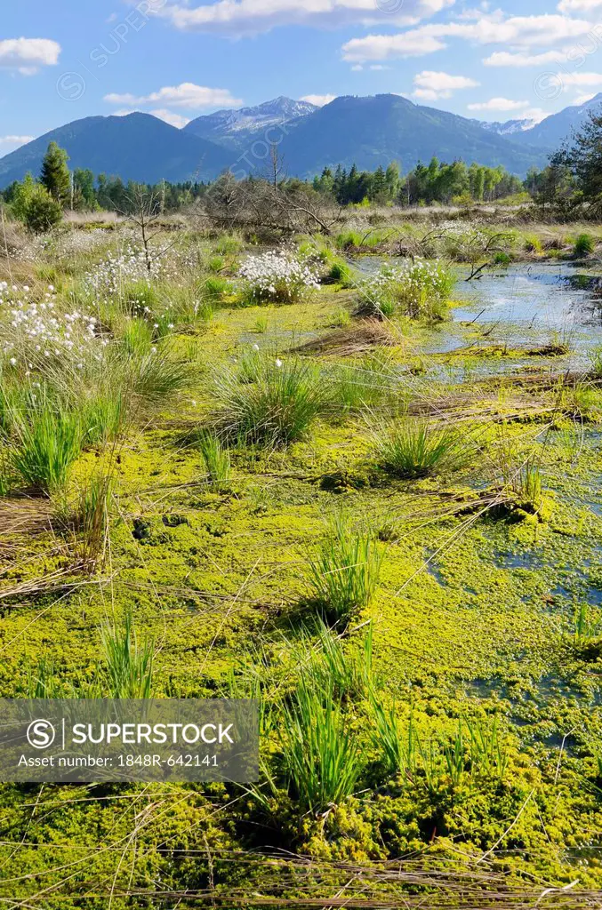 Silted bog pond with flowering Hare's-tail Cottongrass, Tussock Cottongrass or Sheathed Cottonsedge (Eriophorum vaginatum) and moss (Sphagnum fallax),...