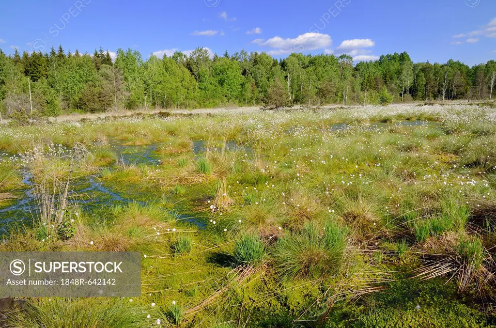 Silted bog pond with flowering Hare's-tail Cottongrass, Tussock Cottongrass or Sheathed Cottonsedge (Eriophorum vaginatum), Grundbeckenmoor near Rosen...