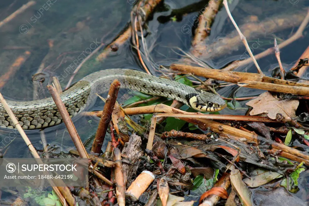Grass snake (Natrix natrix) in the water, Lake Balaton, Hungary, Europe