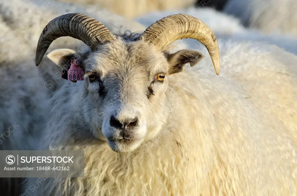 Sheep, flock of sheep near Kirkjubæjarklaustur, southern Iceland, Iceland, Europe