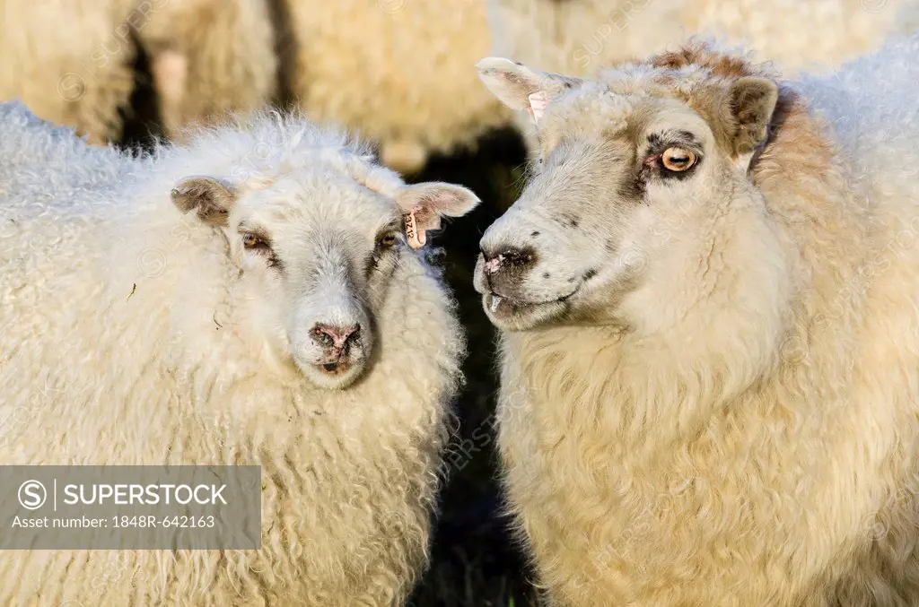 Sheep, flock of sheep near Kirkjubæjarklaustur, southern Iceland, Iceland, Europe
