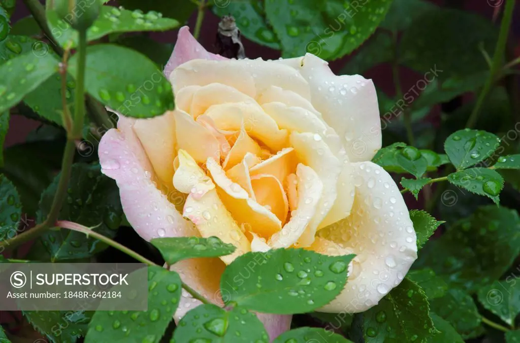 Shrub rose (Rosa), Bavaria, Germany, Europe