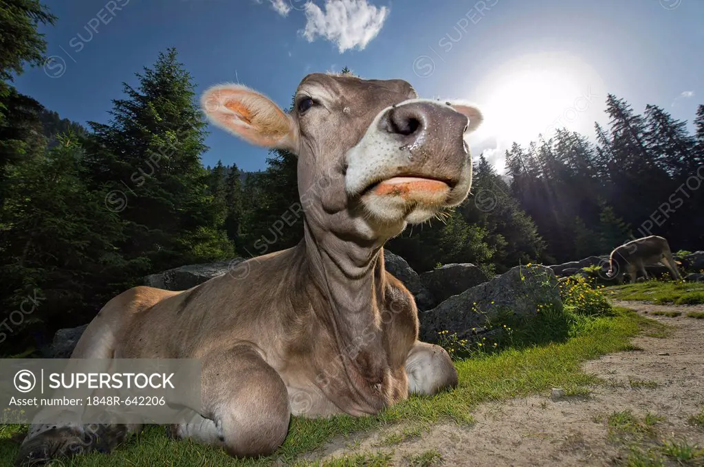 Tyrolean Brown, hornless cow, chewing a cud, Grawa Alm alpine pasture, Stubai Valley, Tyrol, Austria, Europe