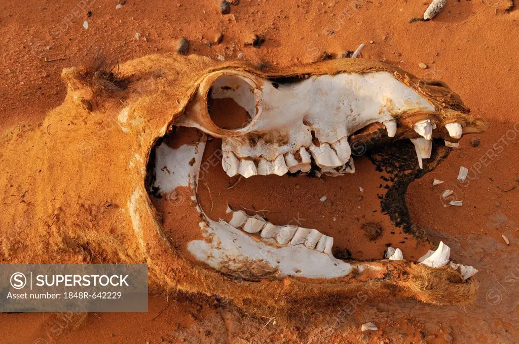 Skull of a camel, Acacus Mountains or Tadrart Acacus range, Tassili n'Ajjer National Park, Unesco World Heritage Site, Algeria, Sahara, North Africa