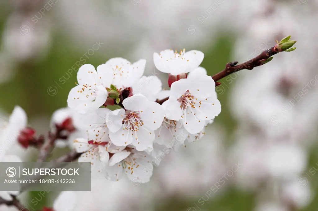 Apricot blossoms, flowering branch of an apricot tree (Prunus armeniaca), Wachau valley, Waldviertel region, Lower Austria, Austria, Europe