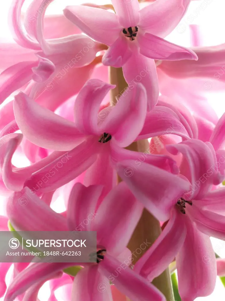 Flowers of the Common Hyacinth or Garden Hyacinth (Hyacinthus orientalis)
