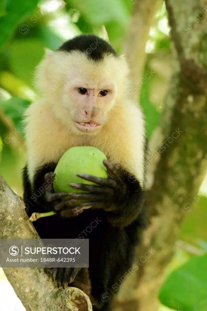 White-headed or White-faced Capuchin (Cebus capucinus), holding fruit, Manuel Antonio National Park, Costa Rica, Central America