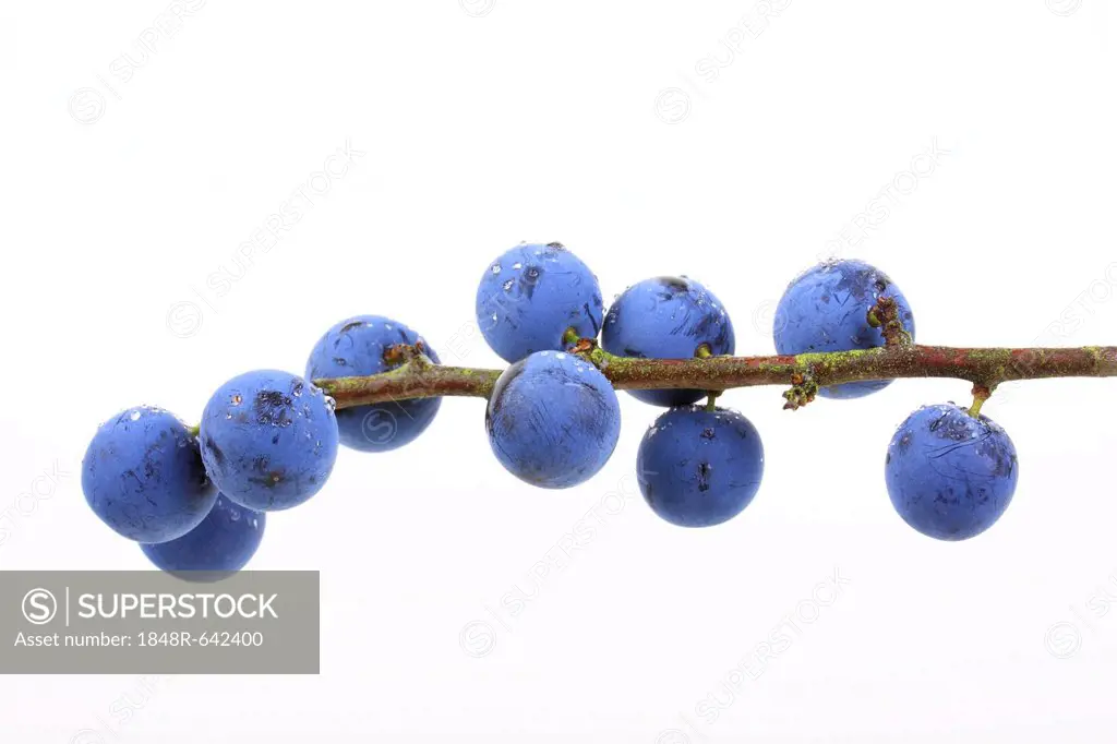 Blackthorn, sloe (Prunus spinosa), berries