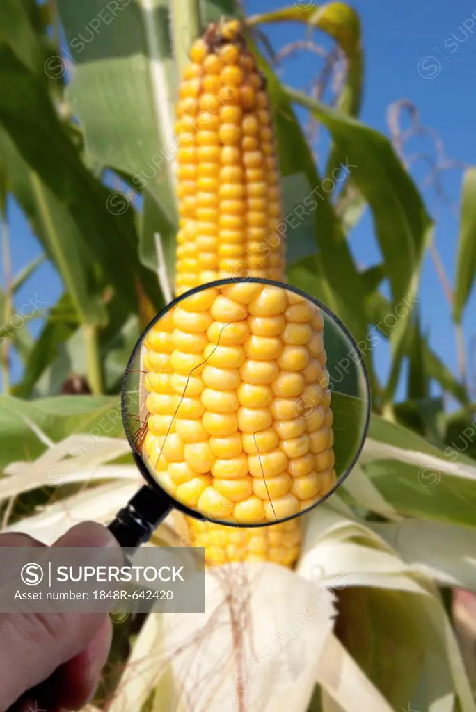 Genetically modified maize or corn is examined under a magnifying glass