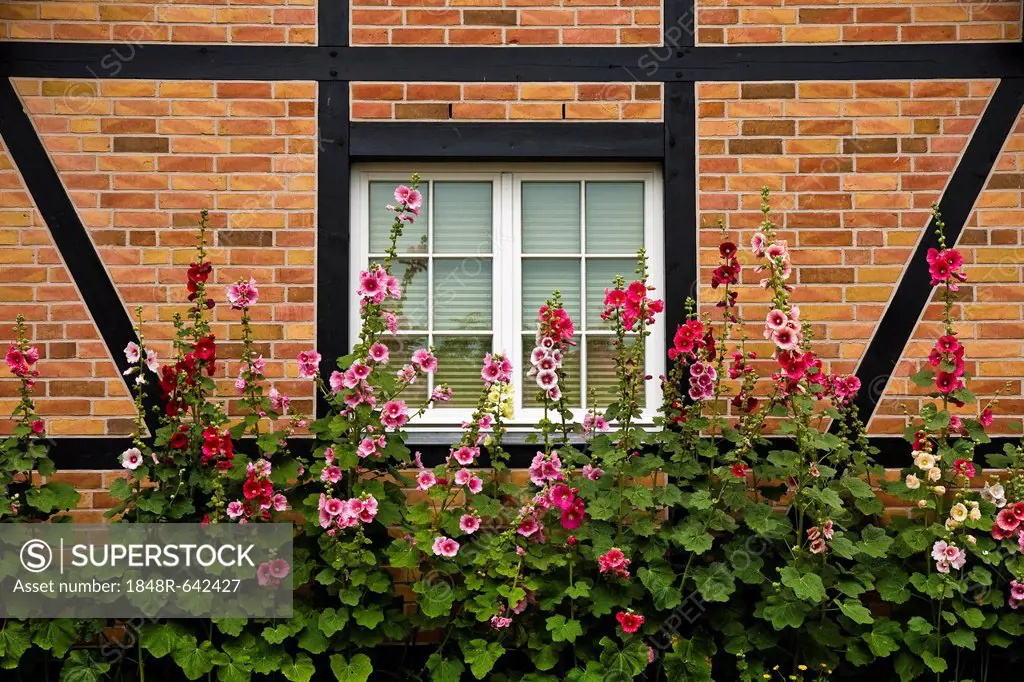 Clinkers and half-timbered house with hollyhocks, Ahrenshoop, Darss, Mecklenburg-Western Pomerania, Germany, Europe
