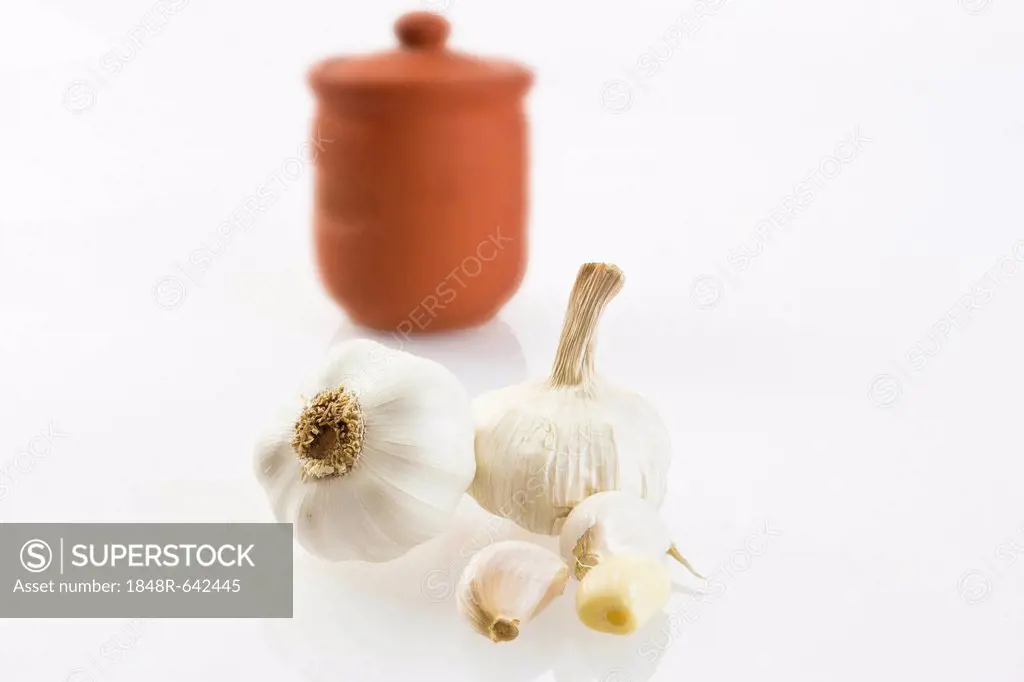 Garlic (Allium sativum) with clay pot