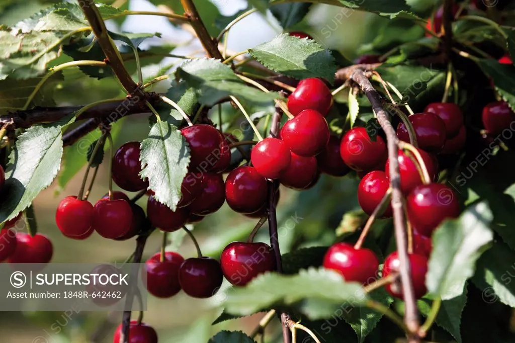 Sour cherries (Prunus cerasus)