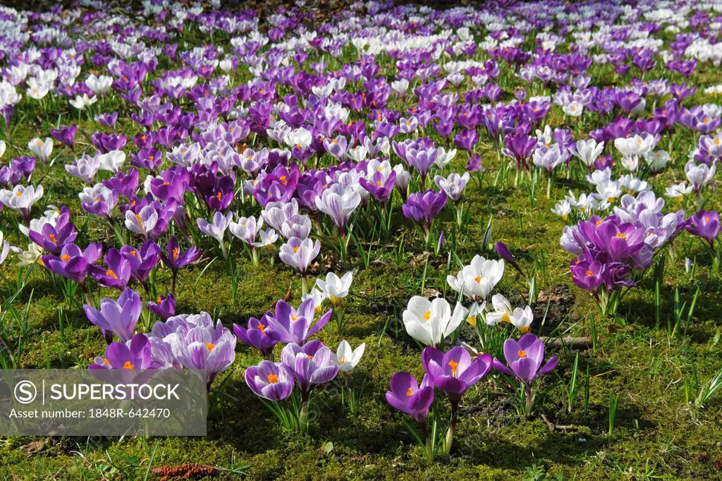 Spring crocus, Giant Dutch crocus (Crocus vernus hybrids), purple and white croci or crocuses flowering on a crocus meadow in spring