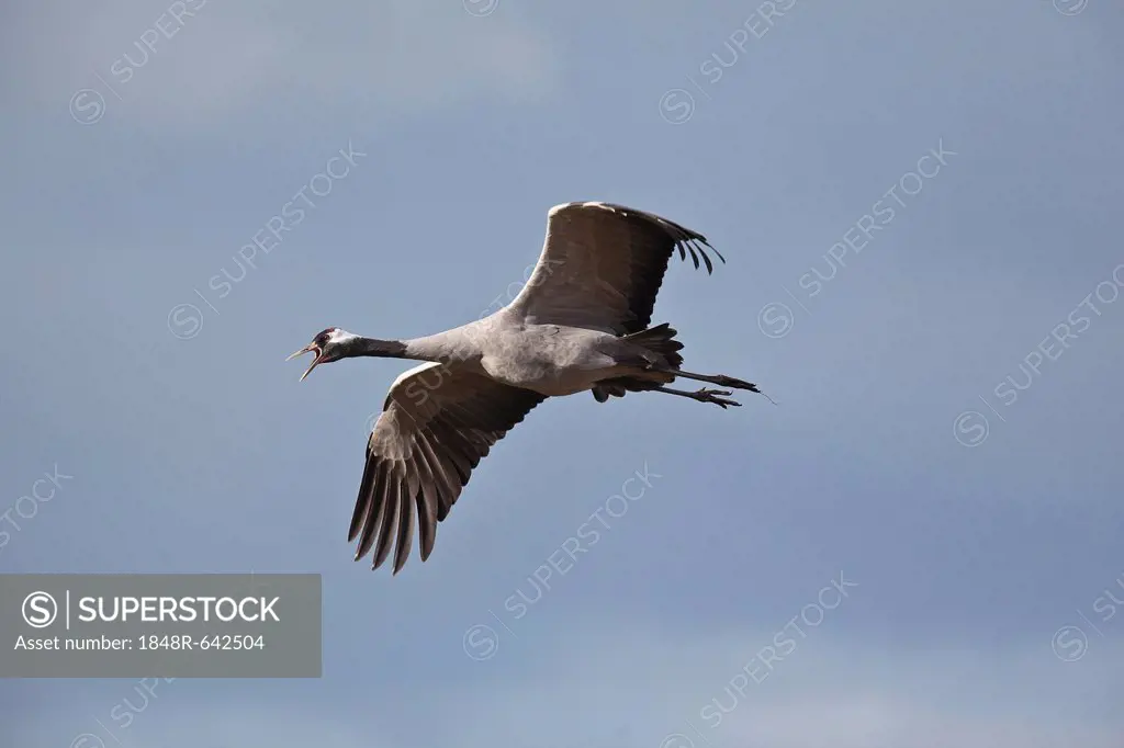 Crane (Grus grus) in flight, Mecklenburg-Western Pomerania, Germany, Europe
