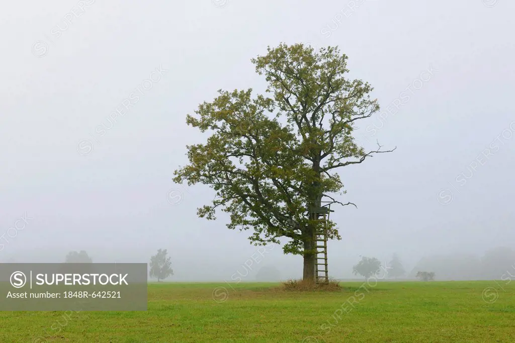 English oak, Pedunculate oak, or French oak (Quercus robur) in the fog, raised hide, Swabian Alb, Baden-Wuerttemberg, Germany, Europe