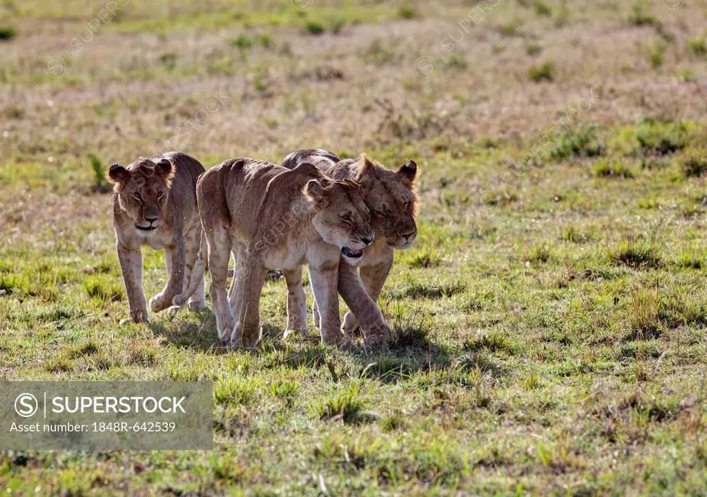 Group of young Lions (Panthera leo), Masai Mara National Reserve, Kenya, East Africa, Africa, PublicGround