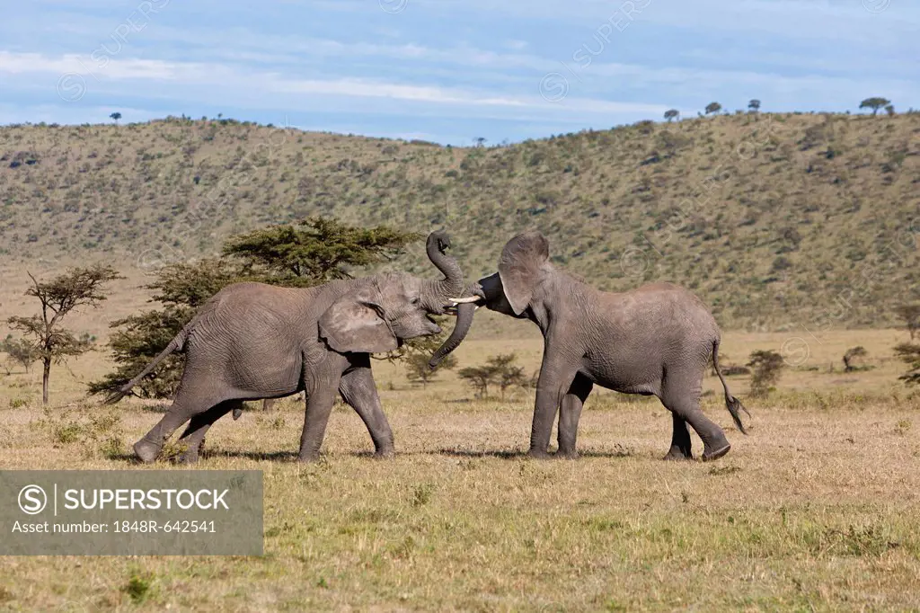 African Bush Elephant (Loxodonta africana), two young bulls fighting each other, Masai Mara National Reserve, Kenya, East Africa, Africa, PublicGround