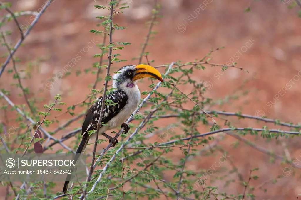 Eastern Yellow-billed Hornbill (Tockus flavirostris), Samburu National Reserve, Kenya, East Africa, Africa, PublicGround