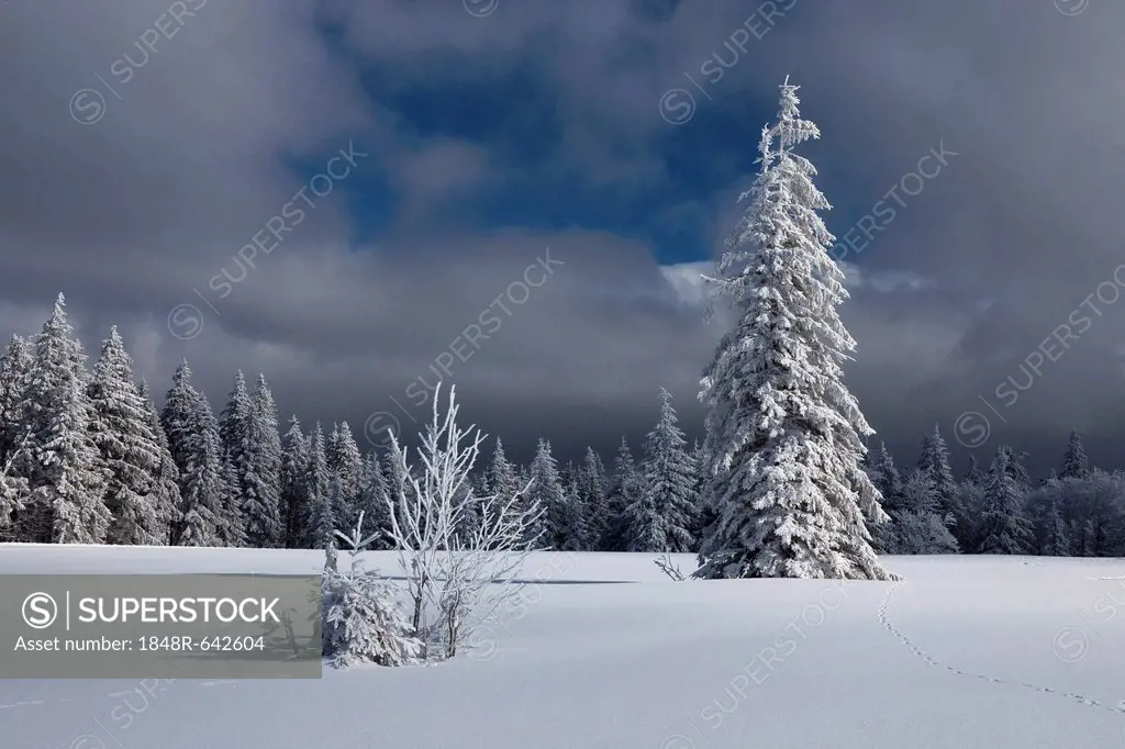 Firs in the fresh snow on Kandel mountain, Black Forest mountain range near Freiburg, Baden-Wuerttemberg, Germany, Europe, PublicGround