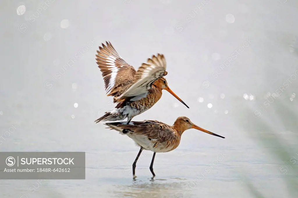 Black-tailed Godwits (Limosa limosa), mating in the water, Burgenland, Austria, Europe