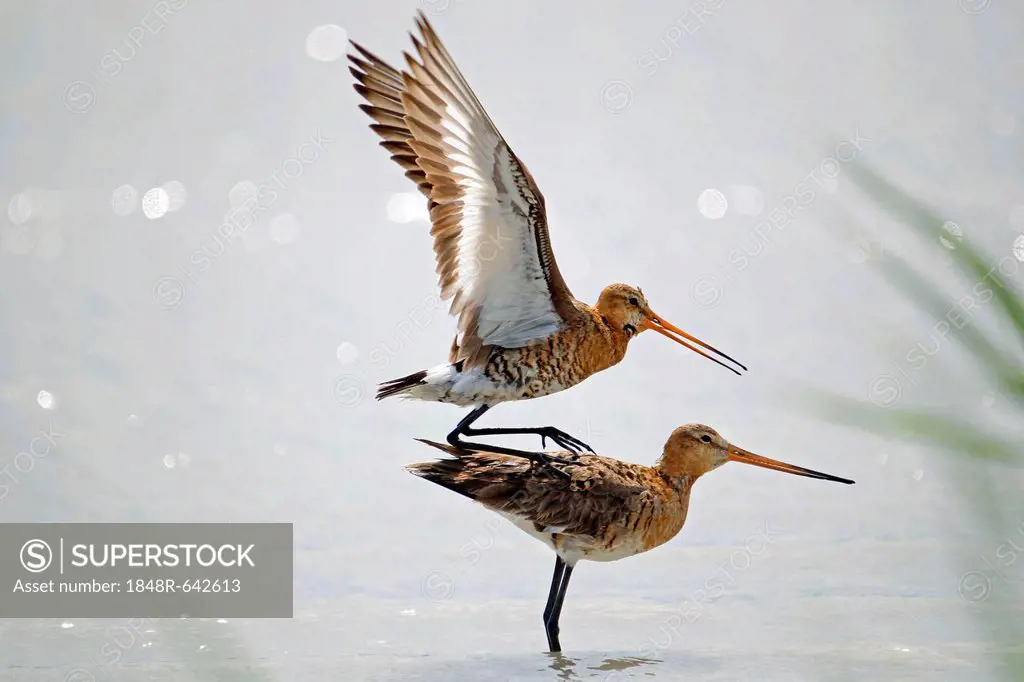 Black-tailed Godwits (Limosa limosa), mating in the water, Burgenland, Austria, Europe