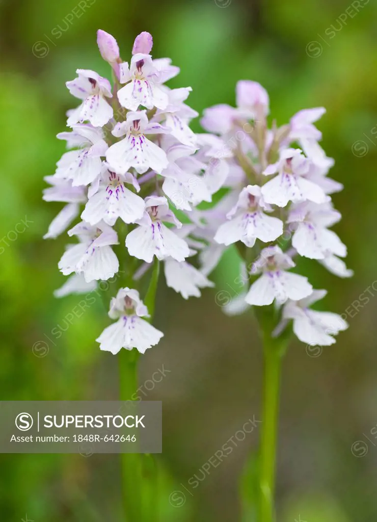 Heath Spotted Orchid or Moorland Spotted Orchid (Dactylorhiza maculata), Flokalundur, Westfjords or West Fjords, Iceland, Europe