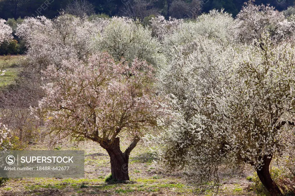 Blossoming Almond (Prunus dulcis) trees, Randa, Majorca, Balearic Islands, Spain, Europe