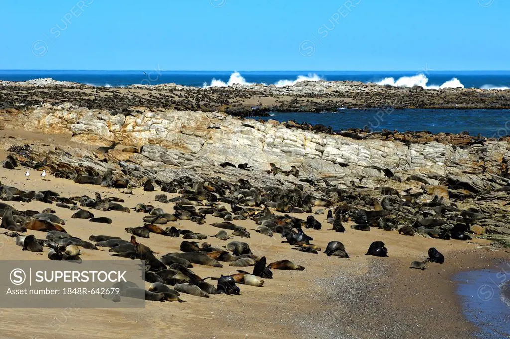 Brown Fur Seal, Cape Fur Seal or South African Fur Seal (Arctocephalus pusillus), colony on the coast of the South Atlantic, Kleinzee, South Africa, A...