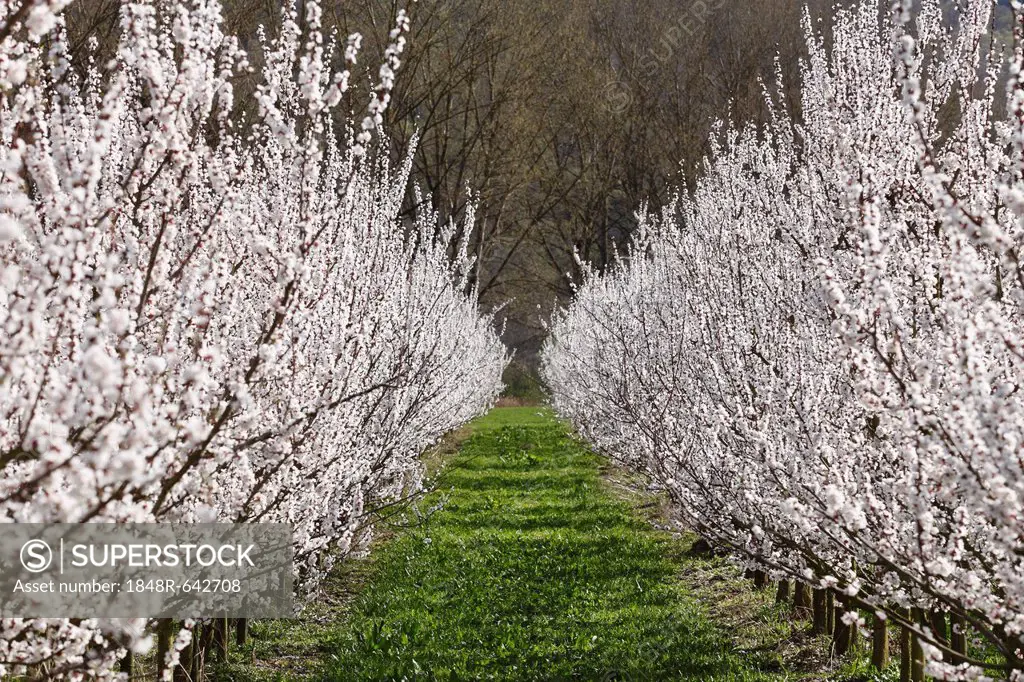 Apricot trees in blossom, flowering apricot trees (Prunus armeniaca), Aggsbach, Wachau valley, Lower Austria, Austria, Europe