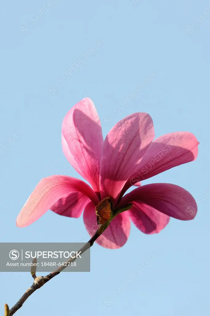Blossom of a magnolia (Magnolia), Heaven Scent species
