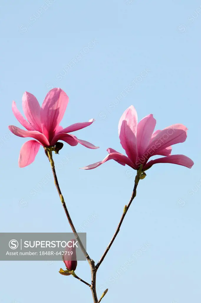 Blossoms of a magnolia (Magnolia), Heaven Scent species