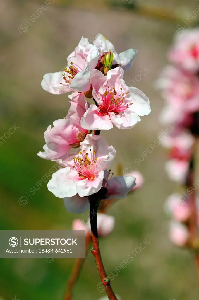 Branch of an almond tree with blossoms (Prunus dulcis)