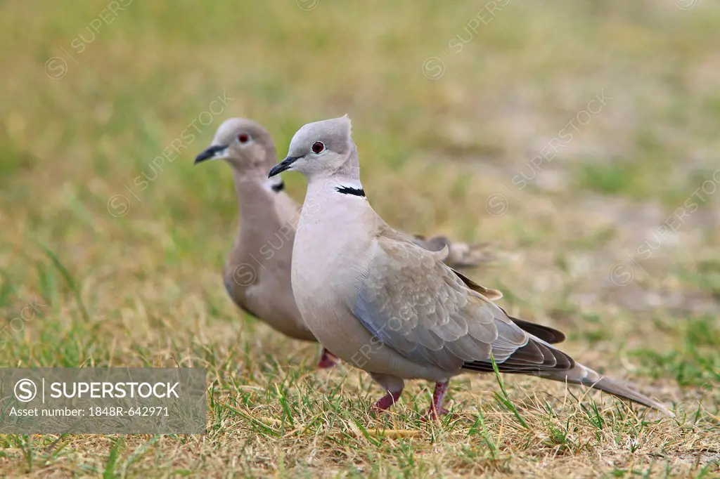 Collared doves (Streptopelia decaocto)