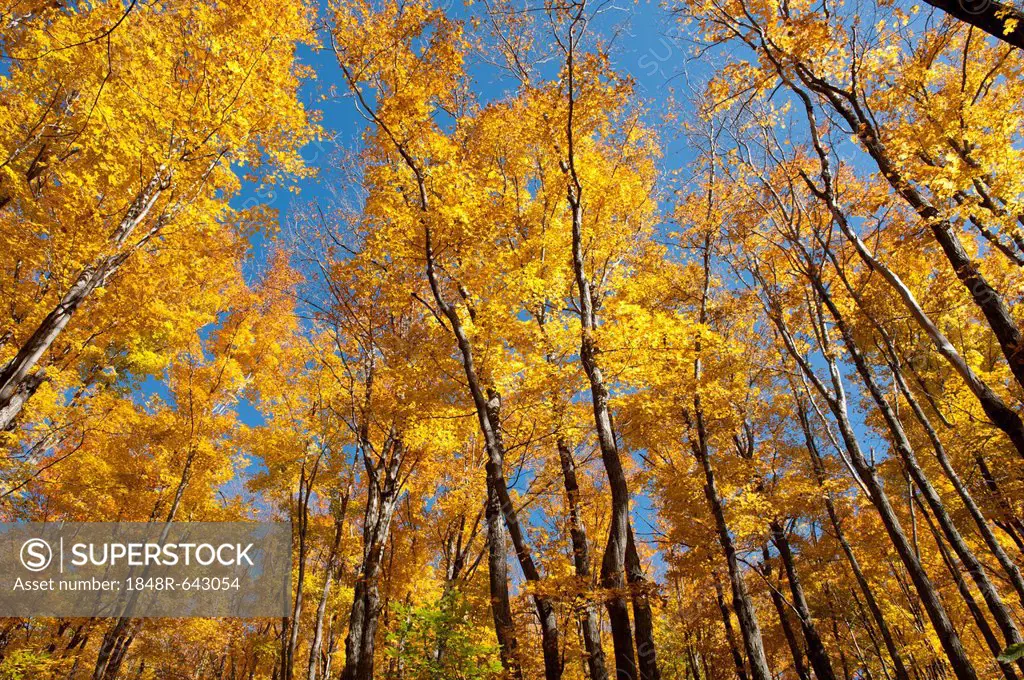 Trees in the forest, Sugar Maple (Acer saccharum), tree trunks, yellow autumn foliage, Indian Summer, Mount Van Hoevenberg, Lake Placid, Adirondack Mo...