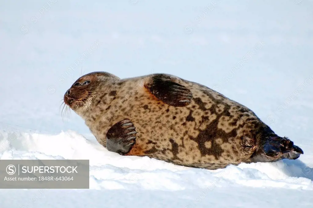 Ringed seal (Pusa hispida), White Sea, Kareliya, Karelia, north Russia, Arctic