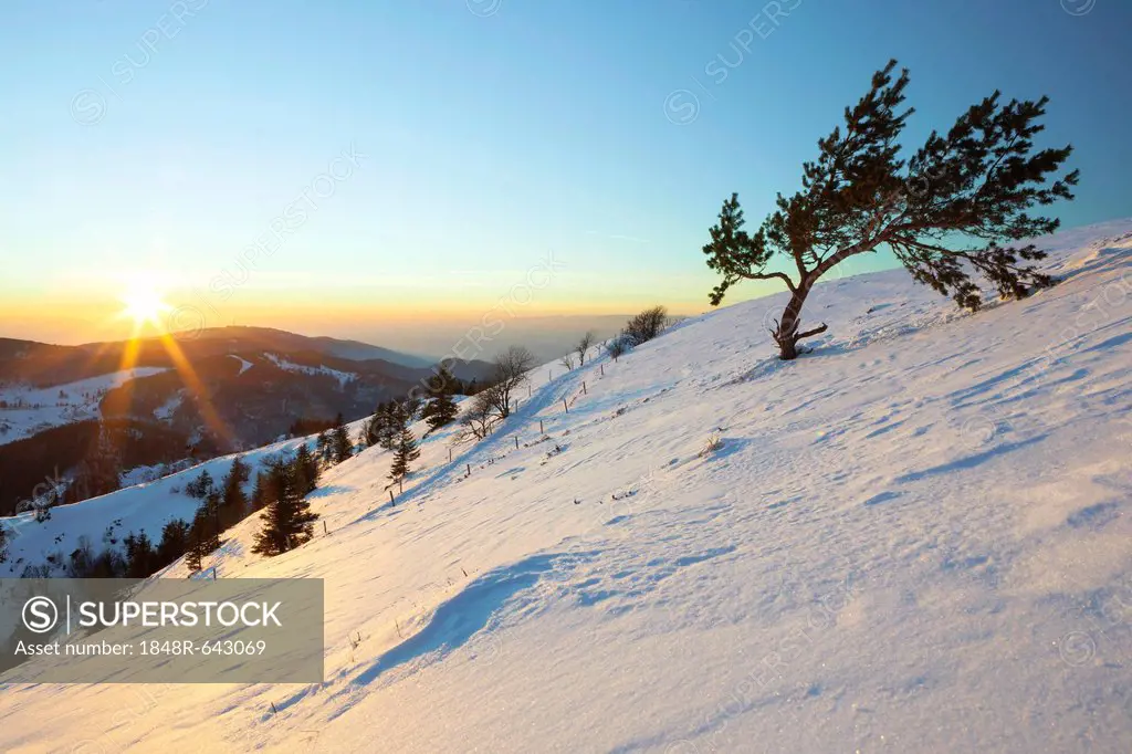 Distance views to the Swiss Alps in the evening light, sunset, from Mt Belchen in the Black Forest in winter, Baden-Wuerttemberg, Germany, Europe, Pub...