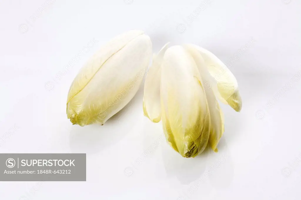 Chicory (Cichorium intybus var. foliosum)