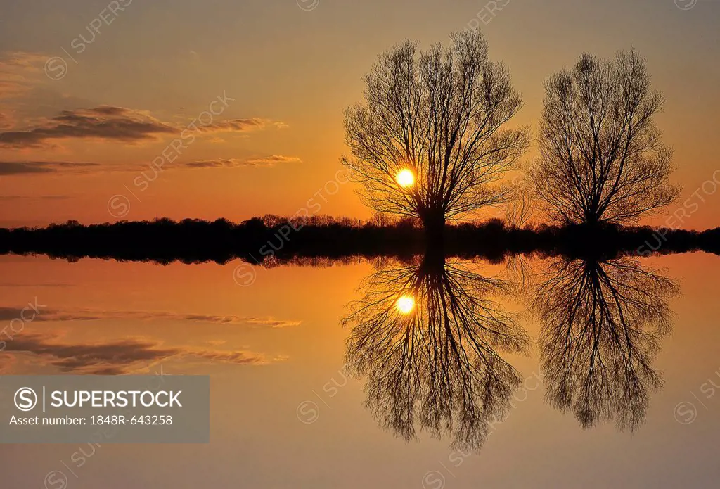 Pollarded willows (Salix sp.), at sunset, near Tangstedt, Schleswig-Holstein, Germany, Europe