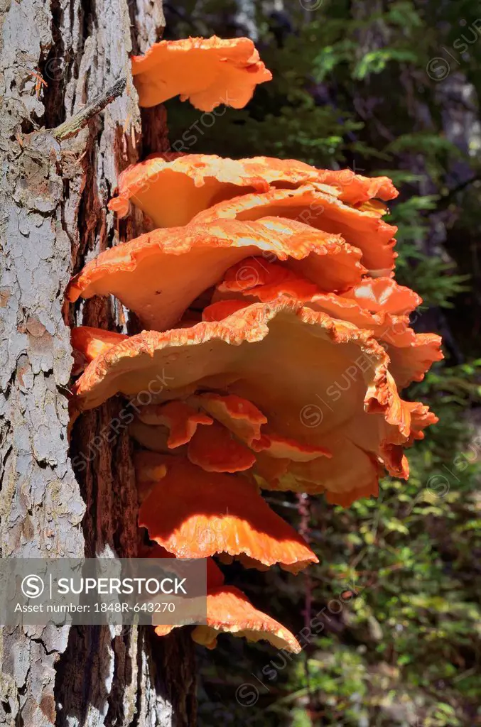 Sulphur Polypore, Sulphur Shelf or Chicken Mushroom (Laetiporus sulphureus), Coeur d'Alene National Forest, Idaho, USA