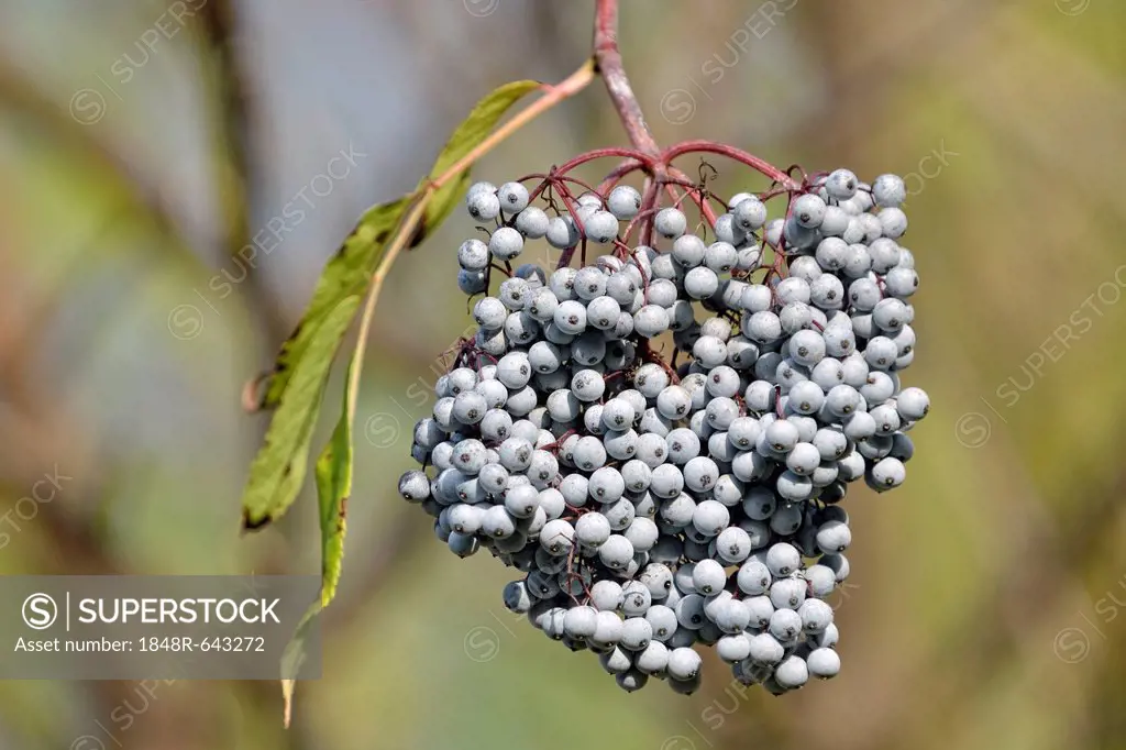 Blue Elderberry or Blue Elder (Sambuccus caerulea), Coeur d'Alene National Forest, Idaho, USA