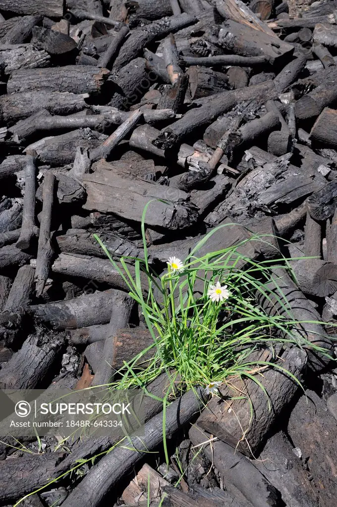 Fresh charcoal from a charcoal mound, Walpersdorf, Siegen-Wittgenstein district, North Rhine-Westphalia, Germany, Europe