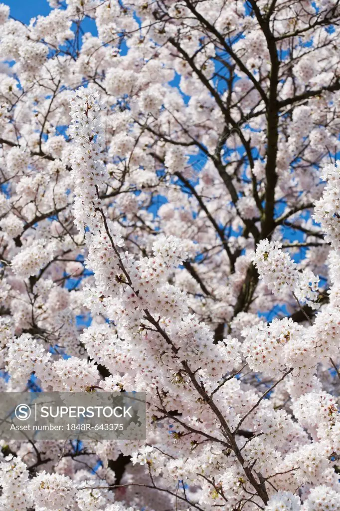 Japanese Cherry (Prunus serrulata) in full bloom, Dortmund, North Rhine-Westphalia, Germany, Europe