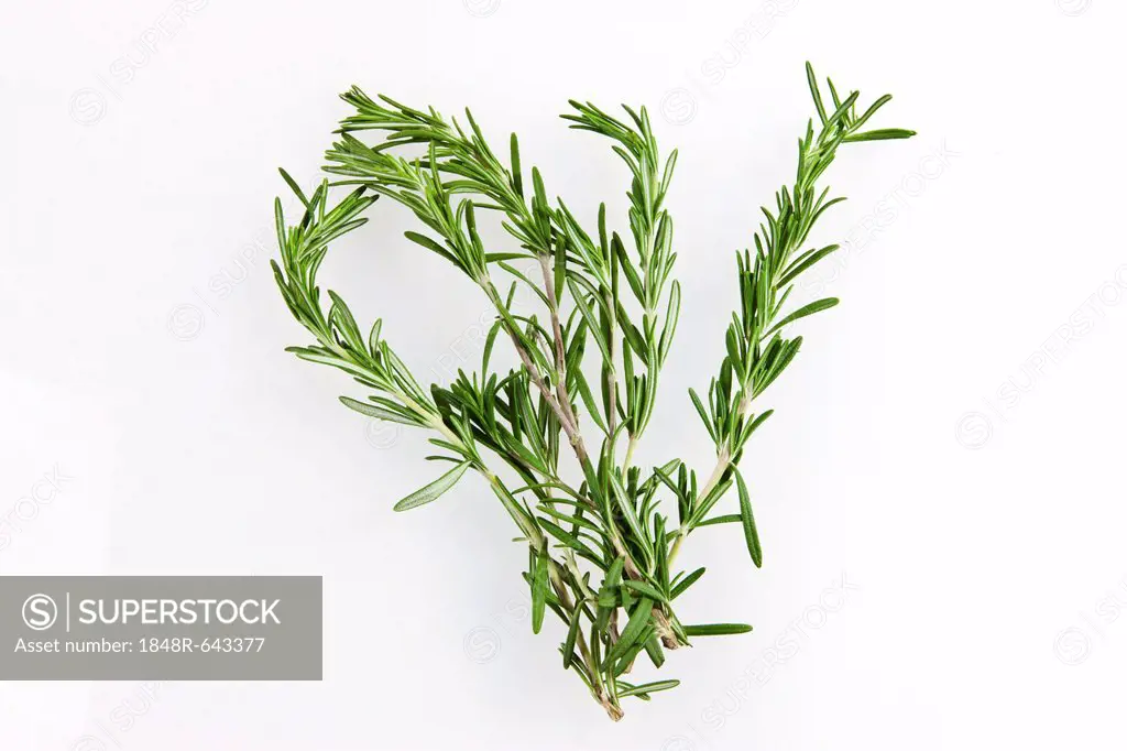 Fresh Rosemary (Rosmarinus officinalis)