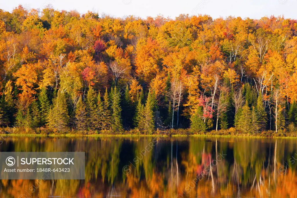 Autumnal forest and pond, South Bolton, Quebec, Canada