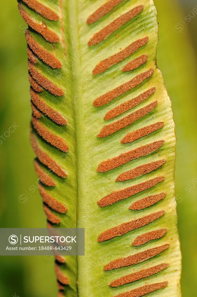 Sori on the bottom side of a fern frond, Hart's-tongue Fern (Asplenium scolopendrium), Europe