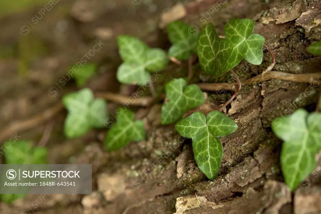 Ivy (Hedera helix), Bergisches Land region, North Rhine-Westphalia, Germany, Europe