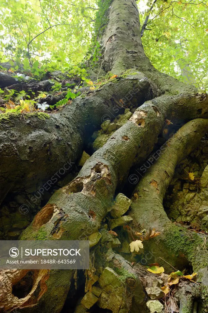 Woodpeckers' holes in beech roots, Arnstein, Lower Austria, Austria, Europe