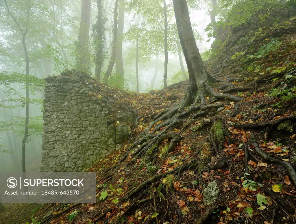 Remains of a ruin in fog, Arnstein, Lower Austria, Austria, Europe